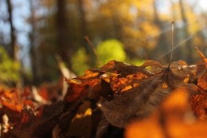 fall leaves in the Adirondack Park